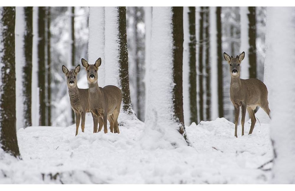 Počas miernej zimy poľovníci zo Slanskej doliny prikrmujú lesnú zver