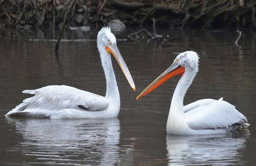 V košickej Zoologickej záhrade sa narodilo ďalšie mláďa ťavy dvojhrbej, pribudol aj pelikán kučeravý