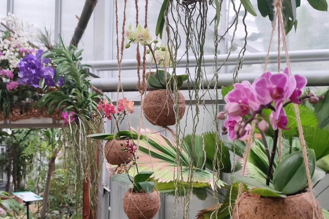 FOTO: Nechajte sa očariť vôňou a krásou exotických orchideí. Jedinečnú výstavu zažijete iba v Košiciach