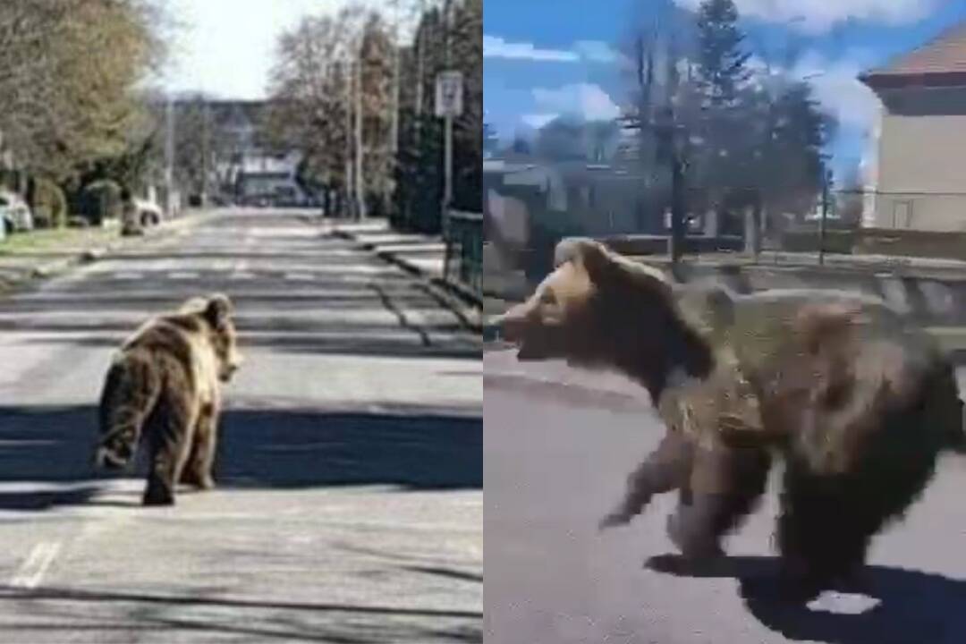  Slovensku hrozí vyhlásenie mimoriadnej situácie kvôli medveďom. Posledného videli pri Košiciach