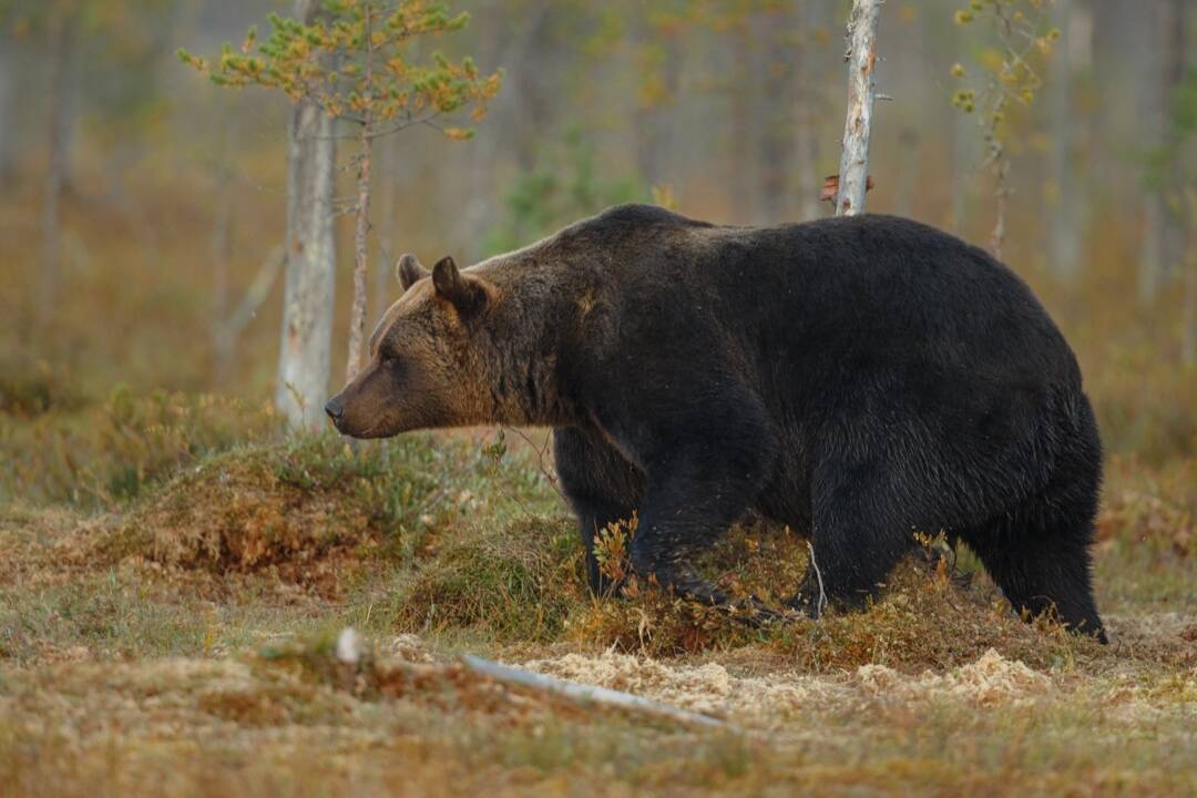 Ďalší medveď na obzore len pár kilometrov od Košíc. Hlásia ho z neďalekej obce