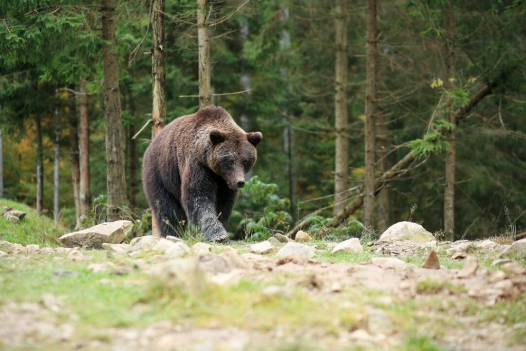 VIDEO: Čo robiť, keď stretnete medveďa? Pozrite si tieto rady