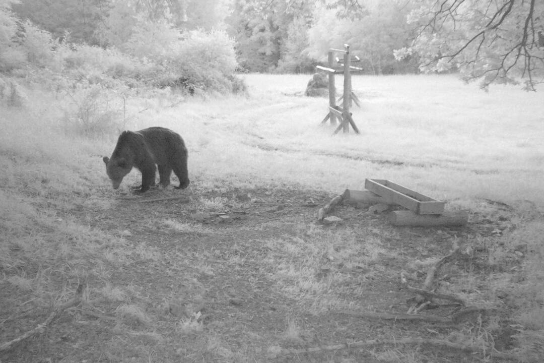 Foto: Neďaleko Betliara sa pohybuje medveď. Prekvapil miestnu rodinu, ktorá šla okolo