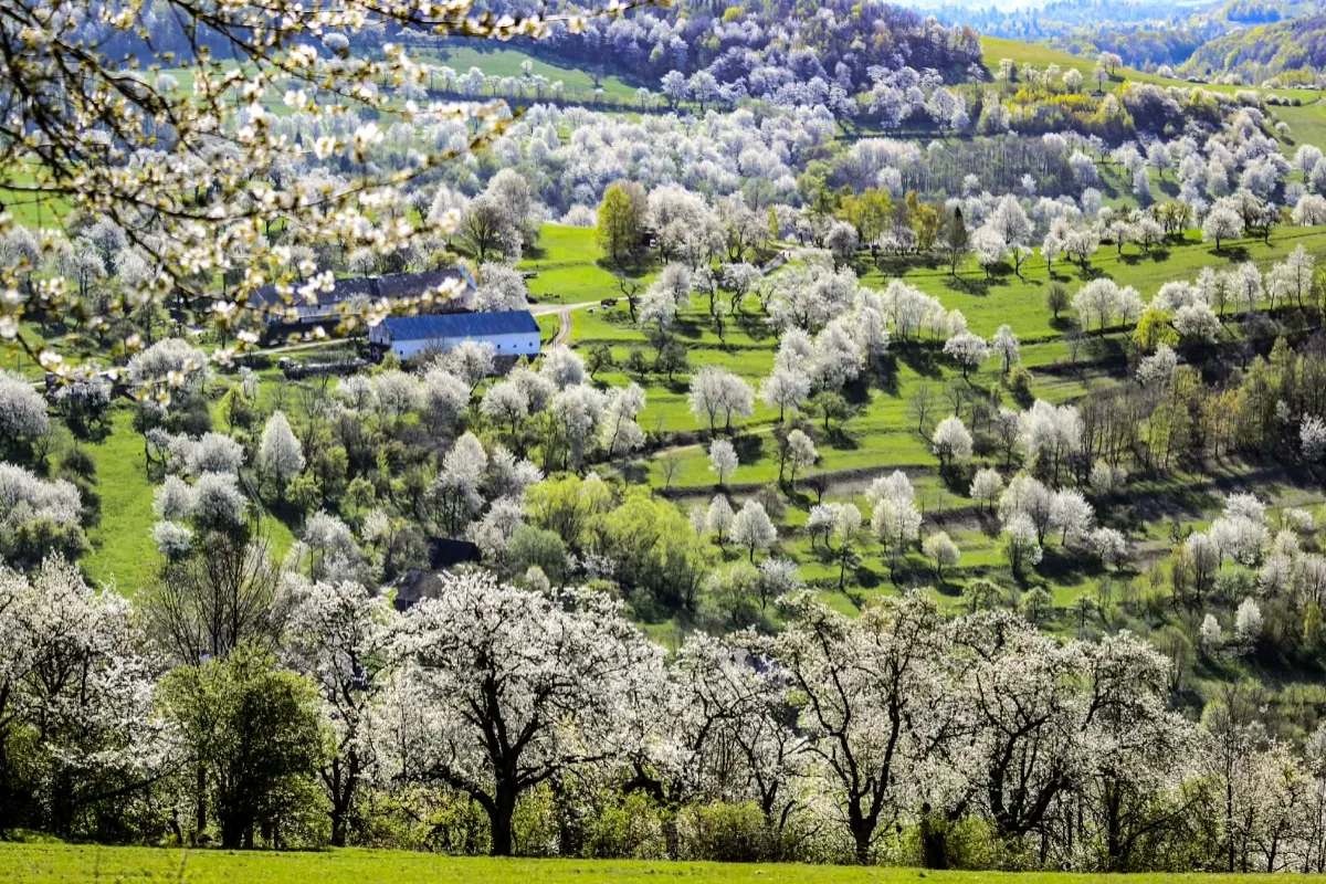 FOTO: Nestihli ste prechádzku po rozkvitnutej Brdárke? Čerešňový raj očami fotografa vám vyrazí dych