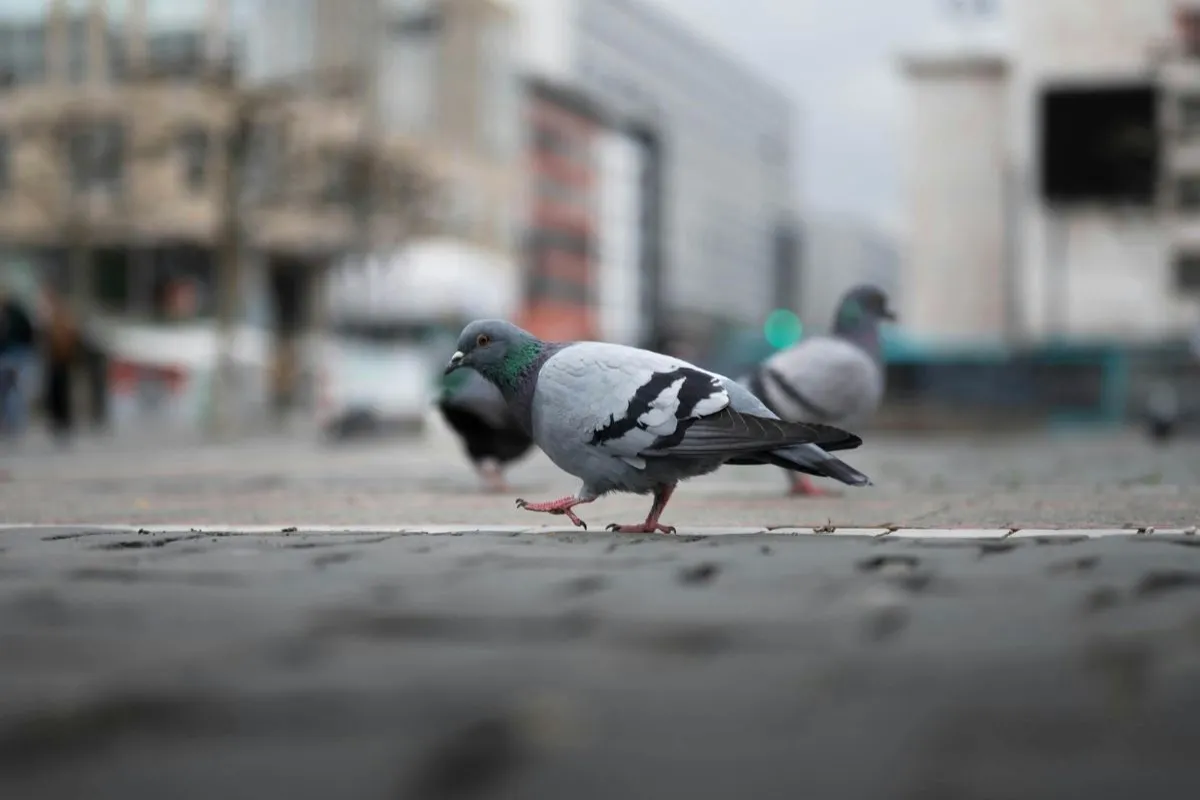 Obyvateľovi košického KVP prekážajú premnožené holuby, čo navrhujú susedia? Problém nemá také jednoduché riešenie