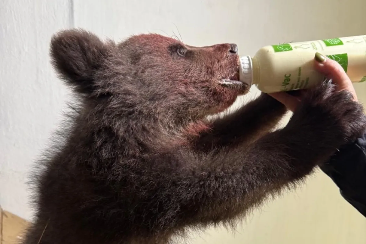 Košická zoo sa rozrástla o nový prírastok, návštevníkom robí radosť medvedie mláďa Leon s tajomným životným príbehom