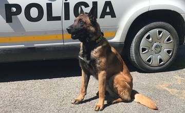 29-ročný Košičan strieľal na policajtov, tí museli použiť služobného psa aby ho zadržali