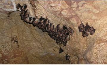 V národnom parku Slovenský kras je každoročne zaznamenaných až 20 druhov netopierov