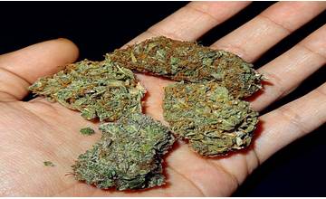 Polícia Slovenskej republiky: Výskyt drogy Herba evidujeme posledné dva roky v okrese Trebišov