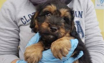 Útulok UVP Košice hľadá dočasnú opateru pre šteniatko Buci, nájdené bolo v lese Čermel