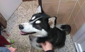 Polícia hľadá majiteľa strateného psa, našli ho na železničnej stanici v Spišskej Novej Vsi