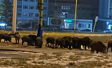 VIDEO: V Košiciach sa vybrali na nočnú prehliadku mesta diviaky