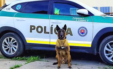 VIDEO: Najlepším policajným psom z Košického kraja je Bad. Vyňuchal zlodejov, ktorí sa ukrývali
