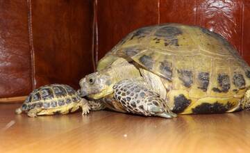 Korytnačky boli súčasťou rodiny 45 rokov. Zlodej ich ukradol spred dverí košického bytu