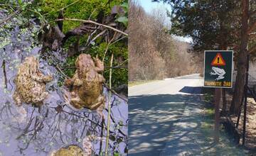 FOTO: V okolí Košíc začali predčasne migrovať žaby. Vodiči si musia dať pozor na rýchlosť i zberačov