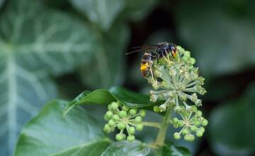 Nebezpečného sršňa spozorovali u našich susedov. Hrozí, že sa objaví aj na Slovensku