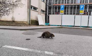 VIDEO: Po košických uliciach sa prechádzal bobor. Pravdepodobne sa vybral na nákup