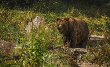 V lese neďaleko Košíc spozorovali medveďa. Pri prechádzke sa majte na pozore