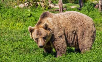 V Košickom kraji hlásia už tretí prípad medveďa za posledný týždeň. Kde sa objavil tentokrát?