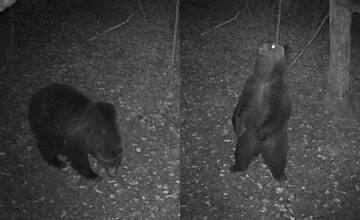 Fotopasca zachytila medveďa v rožňavskom okrese. Pohybuje sa v oblasti, ktorá je lákadlom pre turistov