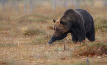 Medveďa videli už aj v Kostoľanoch. Obec žiada ľudí, aby nevynášali jedlo do svojich záhrad ani lesov