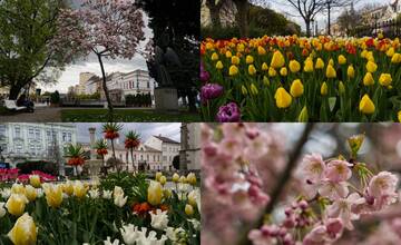 FOTO: Košice sa zmenili na kvetinovú záhradu. Z tej nádhery sa vám zatají dych