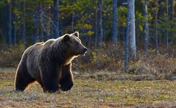 V okolí obce Veľký Folkmar videli medveďa. Buďte obozretní