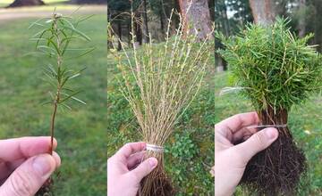 V Spišskej Novej Vsi vysadia takmer 100-tisíc stromov. Nové prírastky pribudnú aj v lesných „jasličkách”