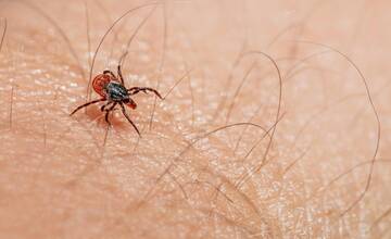 Jarné počasie láka do prírody, odtiaľ si však môžete doniesť neželaného spoločníka. Ako sa chrániť pred kliešťom?
