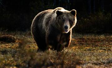 V blízkosti hraníc Košického kraja bol zaznamenaný pohyb medveďa