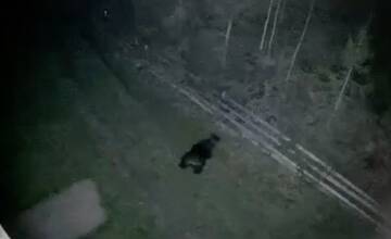 VIDEO: Bezpečnostná kamera zachytila medveďa pri chate v Hnilčíku. Majiteľovi zničil pri úteku plot