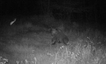 Neďaleko Zemplínskej Šíravy sa pohyboval mladý medvedík, zachytila ho fotopasca