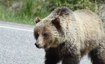 Ďalší medveď v blízkosti Zemplínskej Šíravy. Obec Zalužice vyzvala občanov, aby nevychádzali von
