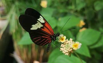 FOTO: V košickej Botanickej záhrade sa usídlili tropické motýle. Uvidíte ich len do konca júna