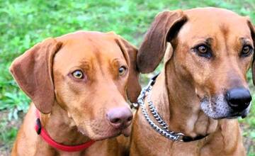Pomôžte opusteným štvornohým priateľom. V košickej Tabačke sa uskutoční jedinečný Bazár pre labky