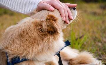 Policajti zachraňovali psíkov. Jeden sa túlal po Košiciach, druhého nechali priviazaného bez vody