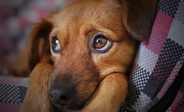 Košickí veterinári pripomínajú, že pyrotechnika zvieratám spôsobuje ťažké zdravotné ujmy. Naozaj je to také zlé?