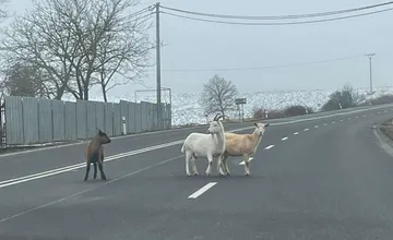FOTO: Vodiči, pozor! V obci Ďurďošík sa na ceste nachádzajú hospodárske zvieratá
