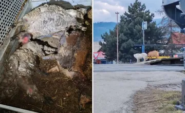 Po útoku svorky túlavých psov na vzácne kozy na Spiši žiadala farmárka o pomoc úrady, nakoniec jej pomohli susedia