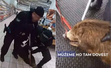 VIDEO: A mal aj veľké zahnuté zuby dohora. V plzenskom Tescu behal medzi regálmi, strážnici ho museli odtiahnuť