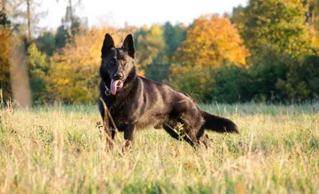 Na košickom sídlisku našli špekáčiky plné klincov, psičkári zúria. Páchateľovi hrozí trojročné väzenie