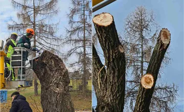 FOTO: Vedenie košického sídliska už stihlo zrealizovať orezy stromov, niektorí susedia nešetria emóciami