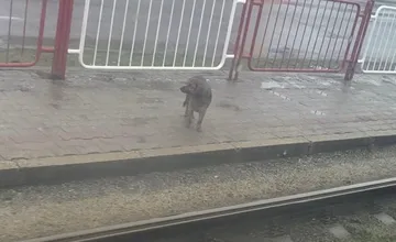 Na koho čaká milý psík na zastávke Ryba v Košiciach? Ľuďom nie je jeho osud ľahostajný, situáciu začali okamžite riešiť