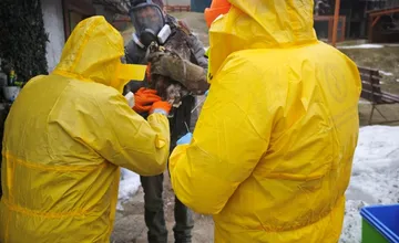 Na košickej univerzite potvrdili vtáčiu chrípku u uhynutého dravca, pre chovateľov platia prísne opatrenia