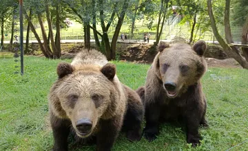 VIDEO: Košická zoo sa rozlúčila s Alicou a Miškom, ktorých našli opustených v Tatrách. Nový domov nájdu u našich susedov