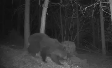 V obci na východe sa objavil po zime prvý medveď, šelmu zachytila fotopasca. V tejto lokalite sa pohybujú často