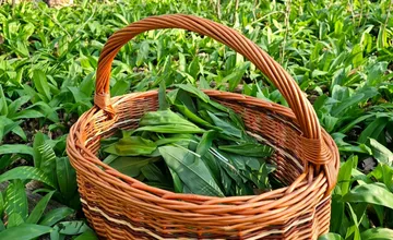 Východniari už vo veľkom zbierajú medvedí cesnak, v tejto lokalite ho rastie požehnane. Pozor, aby ste nedostali pokutu