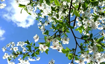 Začína sa astronomická jar, od tohto dňa sa budú dni naďalej predlžovať a svetla bude pribúdať stále viac