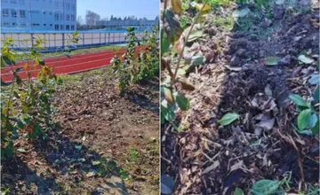 FOTO: Michalovce vysadili v okolí základnej školy krásne vavrínovce, po niekoľkých dňoch po nich ostala iba spúšť 