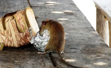 Košice znova zakročia proti potkanom, celoplošnú deratizáciu sú povinní vykonať aj samotní obyvatelia mesta